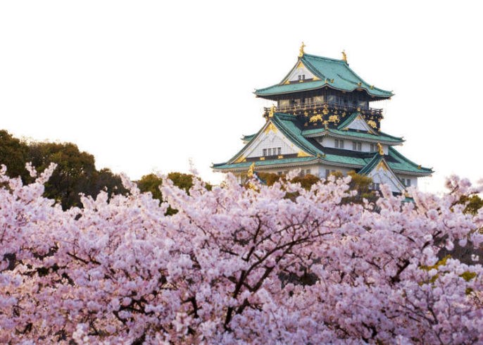 image of cherry blossoms in Japan